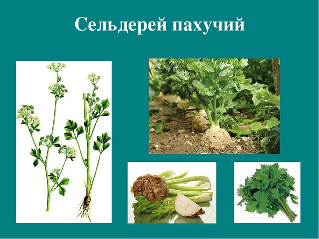Презентация к авторской программе кружка "Азбука юного робинзона Черноморского побережья Кавказа"