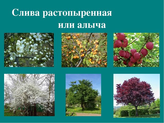 Презентация к авторской программе кружка "Азбука юного робинзона Черноморского побережья Кавказа"