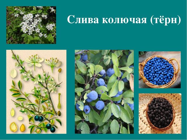 Презентация к авторской программе кружка "Азбука юного робинзона Черноморского побережья Кавказа"