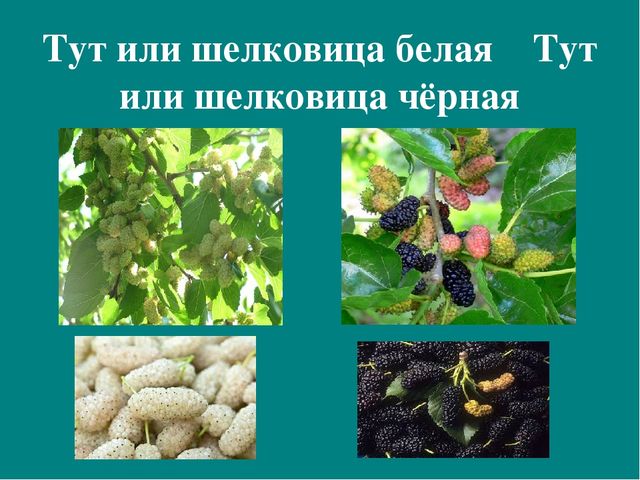 Презентация к авторской программе кружка "Азбука юного робинзона Черноморского побережья Кавказа"