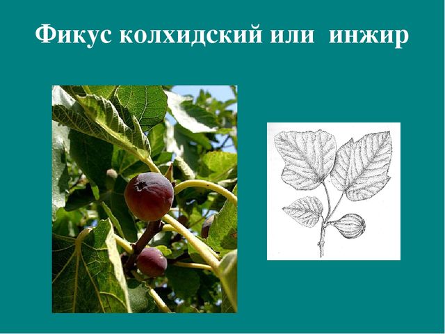 Презентация к авторской программе кружка "Азбука юного робинзона Черноморского побережья Кавказа"