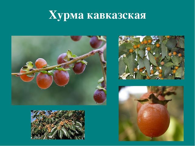 Презентация к авторской программе кружка "Азбука юного робинзона Черноморского побережья Кавказа"