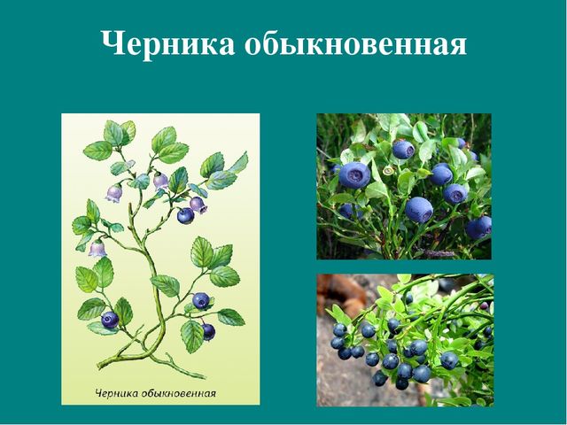 Презентация к авторской программе кружка "Азбука юного робинзона Черноморского побережья Кавказа"