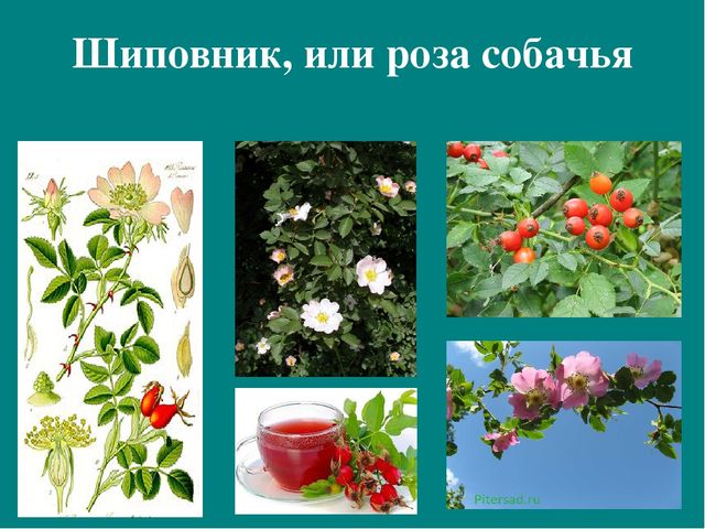 Презентация к авторской программе кружка "Азбука юного робинзона Черноморского побережья Кавказа"