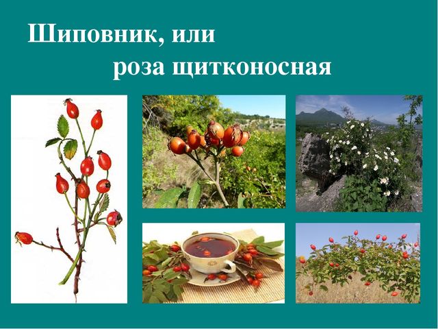 Презентация к авторской программе кружка "Азбука юного робинзона Черноморского побережья Кавказа"