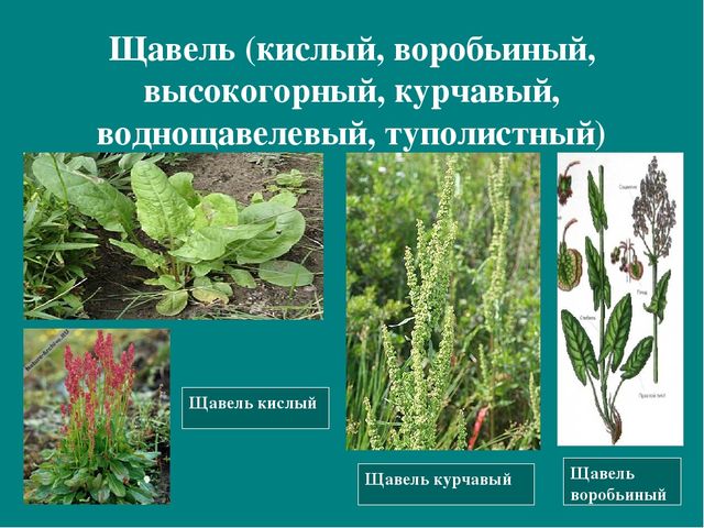 Презентация к авторской программе кружка "Азбука юного робинзона Черноморского побережья Кавказа"