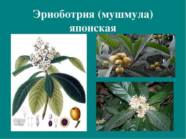 Презентация к авторской программе кружка "Азбука юного робинзона Черноморского побережья Кавказа"