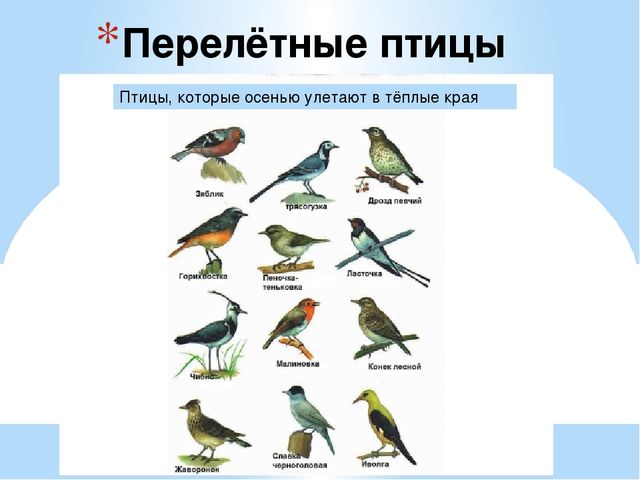 Презентация на тему "Перелётные и зимующие птицы" средняя группа