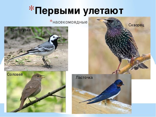 Презентация на тему "Перелётные и зимующие птицы" средняя группа