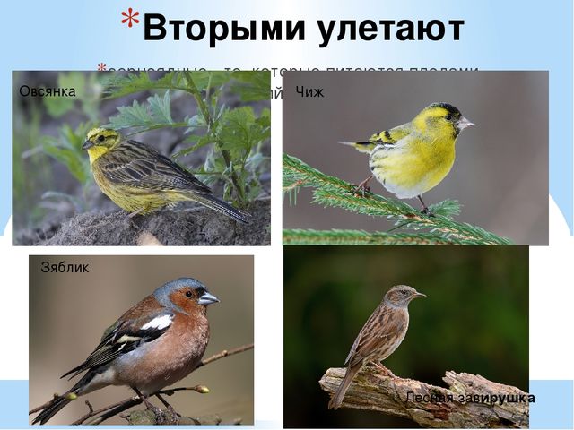 Презентация на тему "Перелётные и зимующие птицы" средняя группа