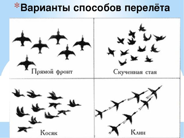 Презентация на тему "Перелётные и зимующие птицы" средняя группа
