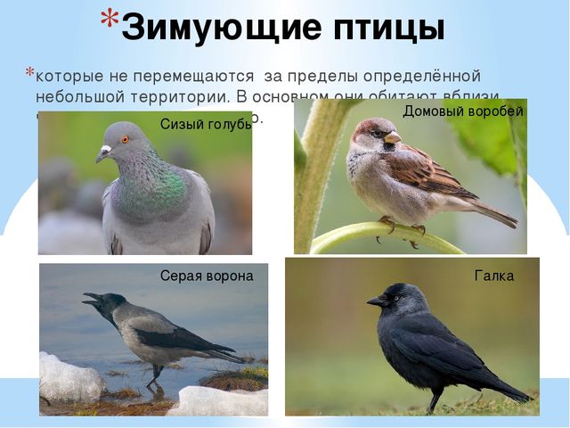 Презентация на тему "Перелётные и зимующие птицы" средняя группа