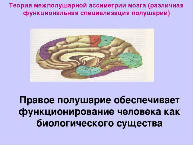 Презентация "Как развивать межполушарное взаимодействие"