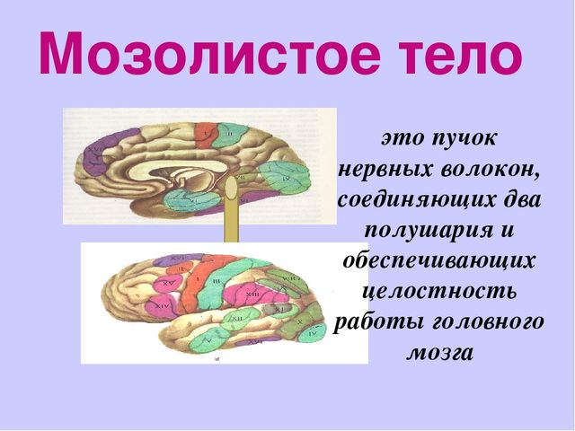 Тело конечно. Функции мозолистого тела головного мозга. Мозолистое тело функции. Строение мозолистого тела.