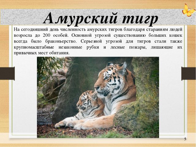 Презентация по окружающему миру: "Животные на грани вымирания"