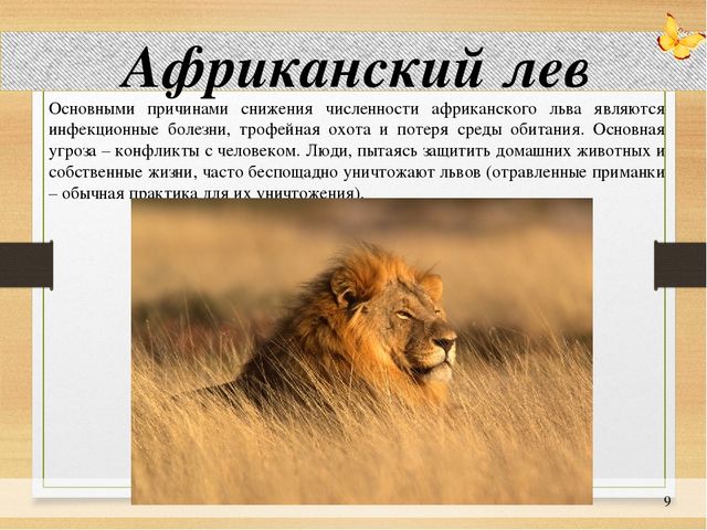 Презентация по окружающему миру: "Животные на грани вымирания"