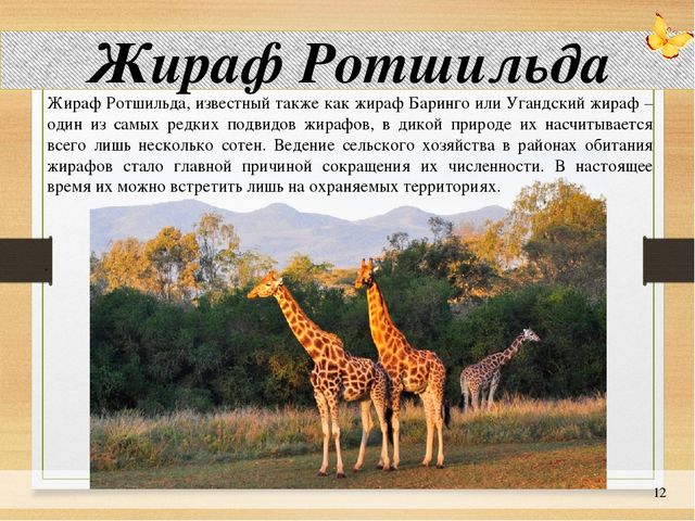 Презентация по окружающему миру: "Животные на грани вымирания"