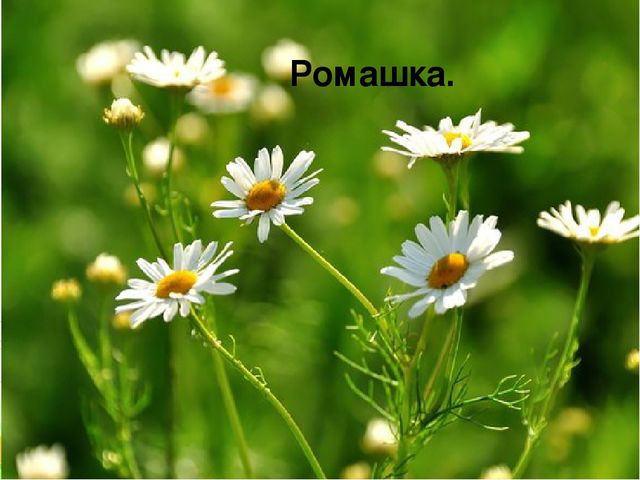 Презентация " Полевые цветы"