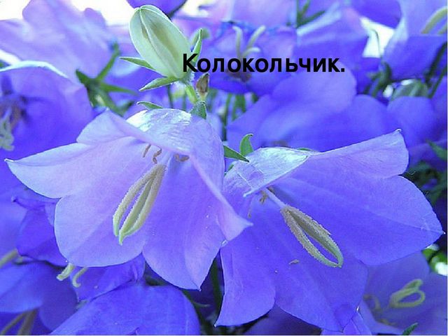 Презентация " Полевые цветы"