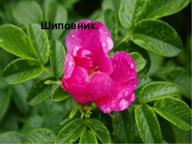 Презентация " Полевые цветы"