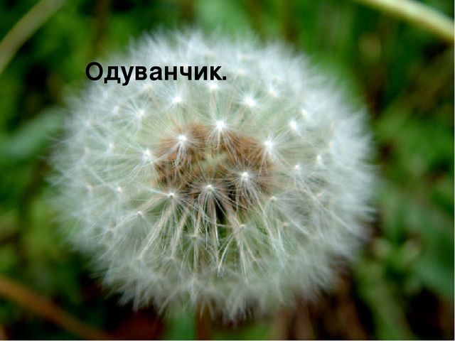 Презентация " Полевые цветы"