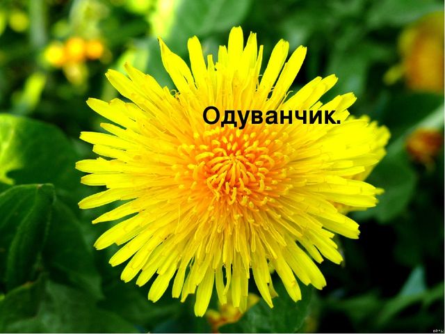 Презентация " Полевые цветы"