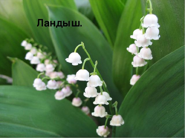 Презентация " Полевые цветы"