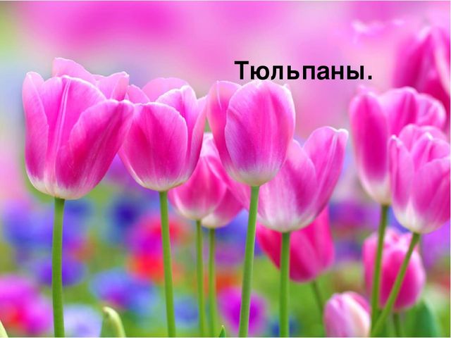 Презентация " Полевые цветы"