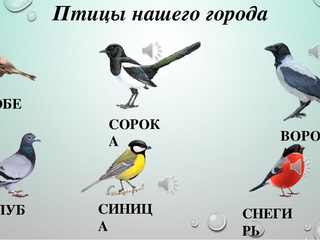Интерактивная презентация для ООД в средней группе ДОУ по теме "Птицы"