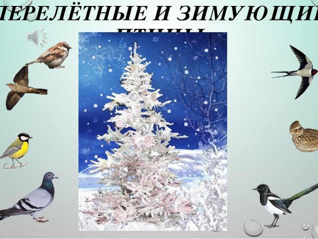 Интерактивная презентация для ООД в средней группе ДОУ по теме "Птицы"