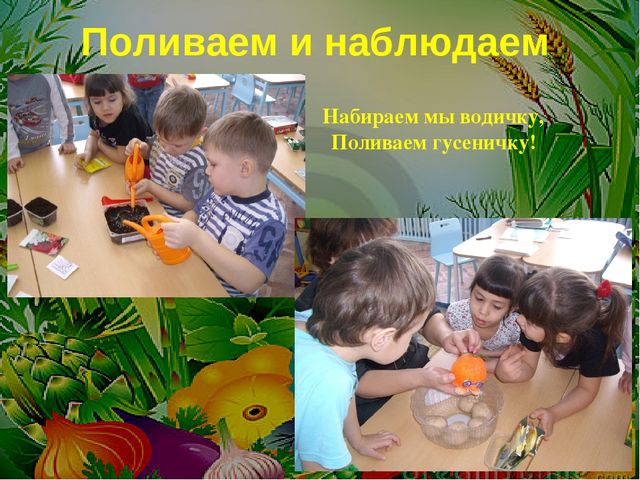 Проект на тему: " Огород на подоконнике"