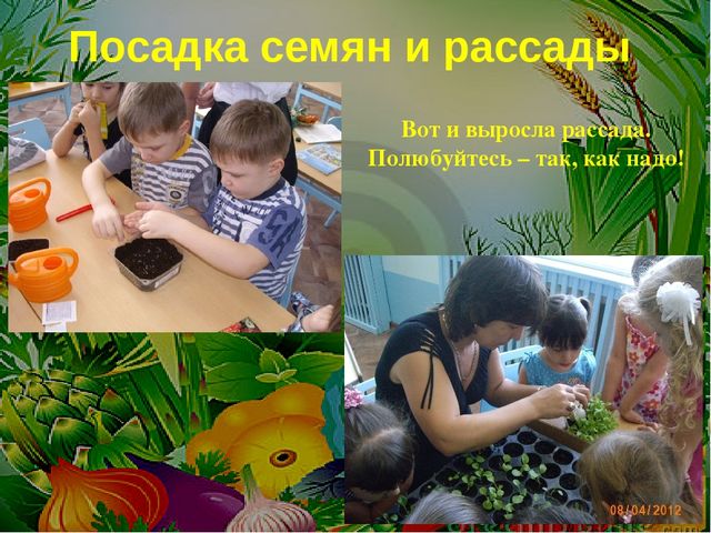 Проект на тему: " Огород на подоконнике"