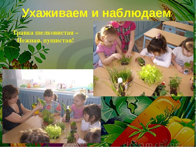 Проект на тему: " Огород на подоконнике"