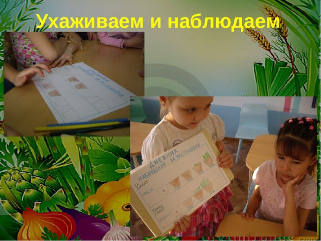 Проект на тему: " Огород на подоконнике"