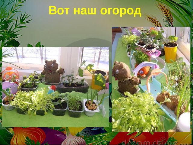 Проект на тему: " Огород на подоконнике"