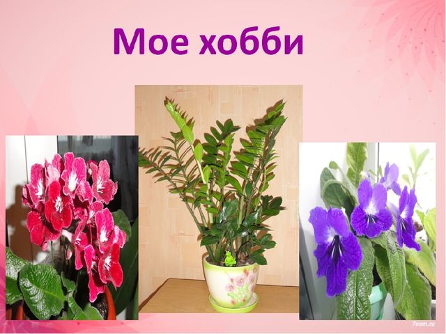 Презентация на тему "Мое портфолио"