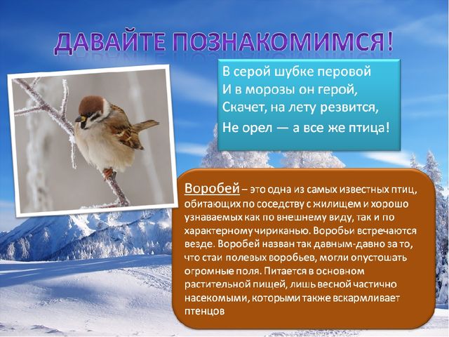Презентация по познавательному развитию на тему "Зимующие птицы"