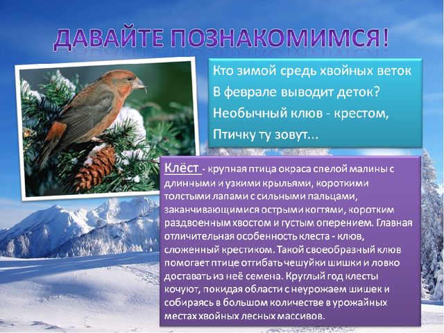 Презентация по познавательному развитию на тему "Зимующие птицы"
