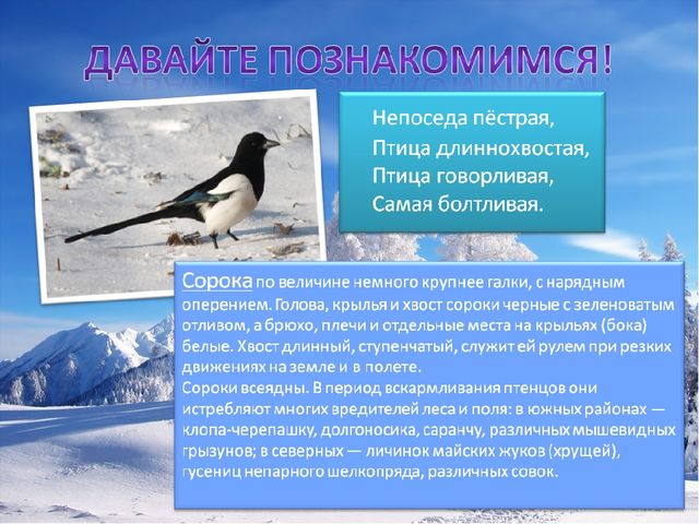 Презентация по познавательному развитию на тему "Зимующие птицы"