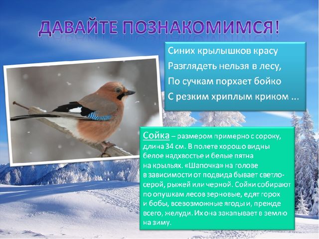 Презентация по познавательному развитию на тему "Зимующие птицы"