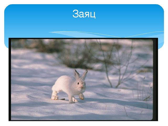 Презентация "Следы животных в зимнем лесу!"