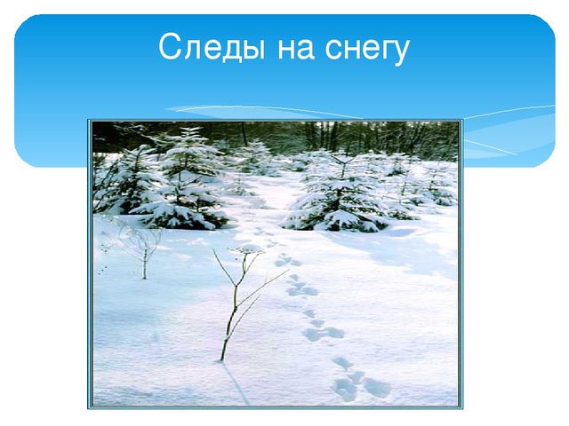 Презентация "Следы животных в зимнем лесу!"