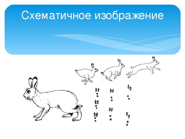 Презентация "Следы животных в зимнем лесу!"