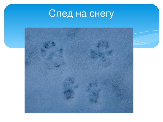 Презентация "Следы животных в зимнем лесу!"