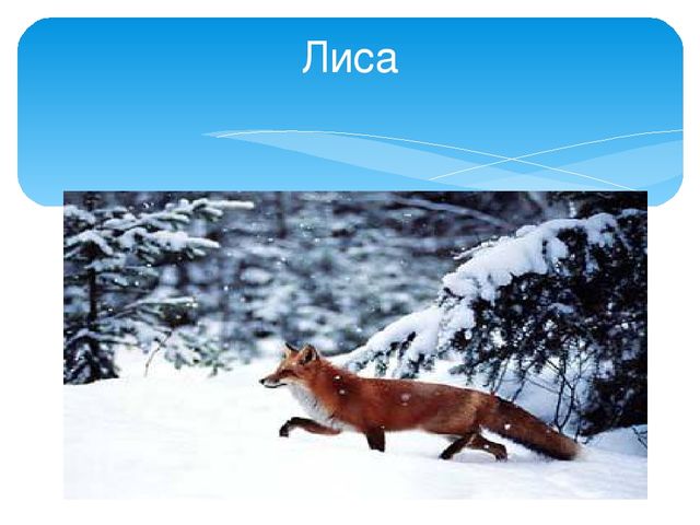 Презентация "Следы животных в зимнем лесу!"