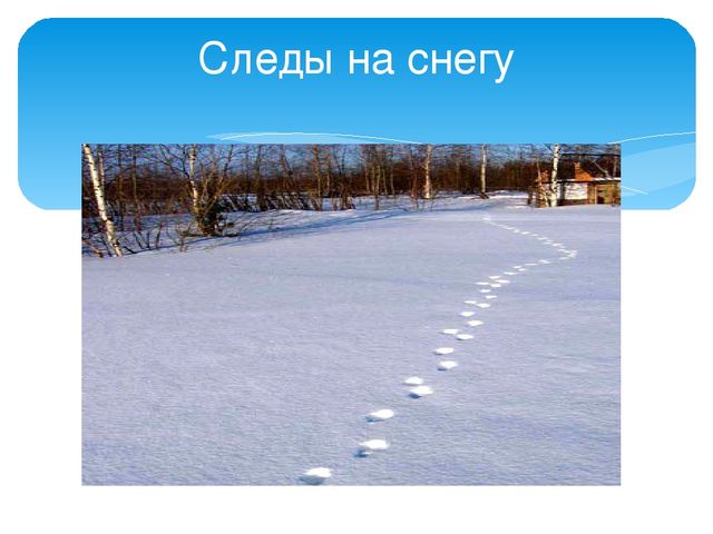 Презентация "Следы животных в зимнем лесу!"