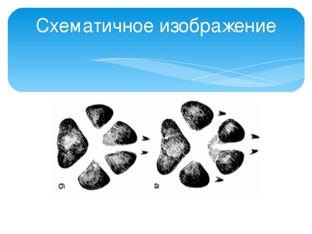 Презентация "Следы животных в зимнем лесу!"