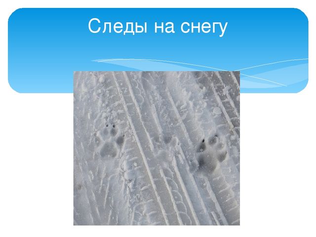Презентация "Следы животных в зимнем лесу!"