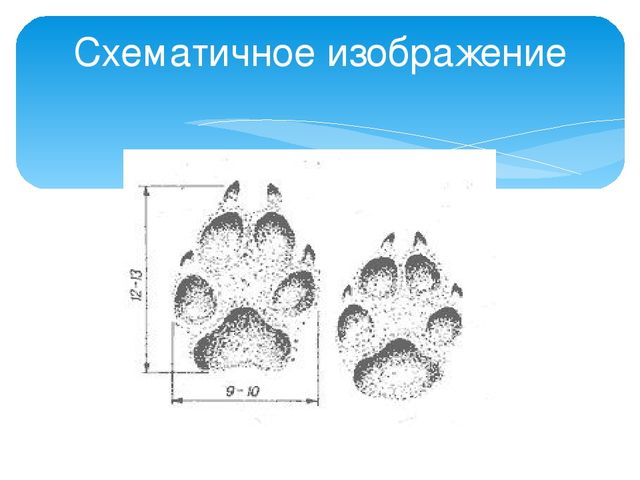 Презентация "Следы животных в зимнем лесу!"