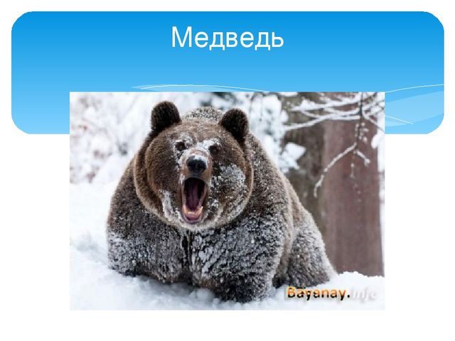 Презентация "Следы животных в зимнем лесу!"